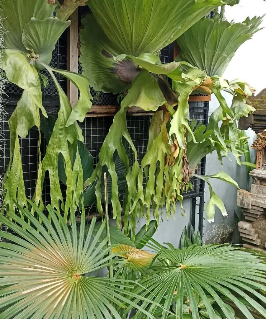 Gæstehus Manik Terrace Hotel Ubud